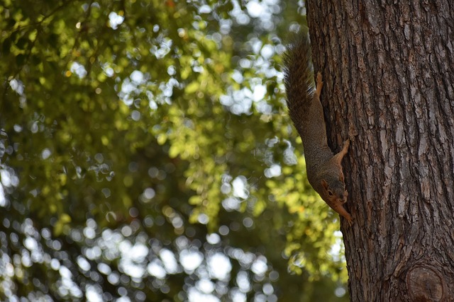 的转换进攻 的转换进攻